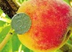 Как получить урожай персиков за 3 года