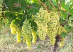 Чем ценен амурский виноград