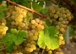 Новый сорт винограда - Мускат Хрустальный