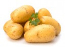Картофель, устойчивый к колорадскому