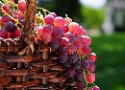 Полуукрывной виноград