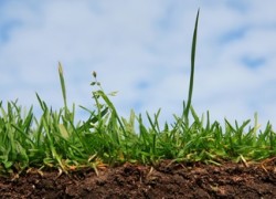 Как узнать кислотность почвы