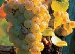 Выращиваем виноград из зерен