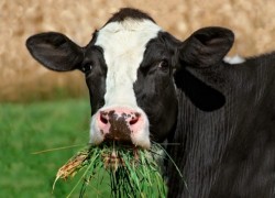 Почему корова плохо ест