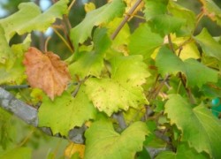 Почему желтеют листья на винограде