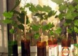 Выращивание винограда на подоконнике