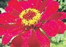 Цинния изящная - неприхотливый цветок