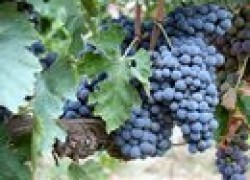Болеет виноград «восторг»
