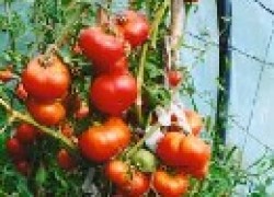 Ранние томаты, или мечта северного огородника