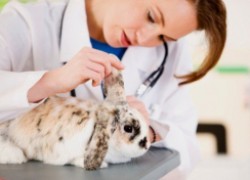 Прививки, которые обязательно нужно делать кроликам