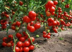 10 ошибок при выращивании помидоров