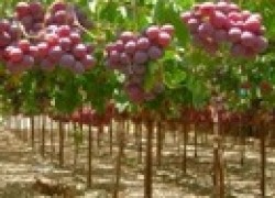 Виноградарство в коробах
