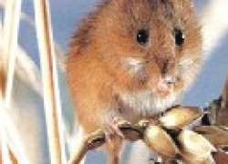 Профилактика и защита сада от мышей