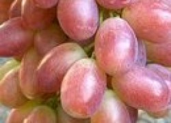 Ризамат – вкусных ягод виноград