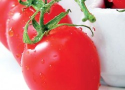 Фитофтора томатов