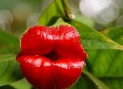 Удивительный цветок «Женские губки»