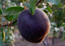 Черный абрикос – не персик