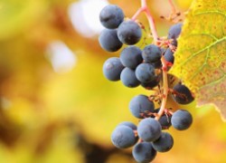 Все, что выхотели знать об амурском винограде