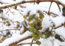 Устойчивость винограда к морозу