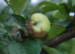 Семь самых опасных болезней яблони и способы борьбы с ними (Таблица)