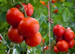 Урожай помидоров из пасынков