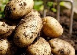Обновление картофеля на посадку