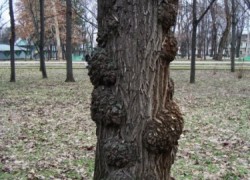 Вирусные болезни деревьев
