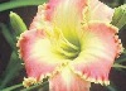 Лилейник-красноднев - цветок одного дня