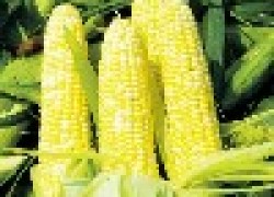 Хитрый способ получить больше кукурузы