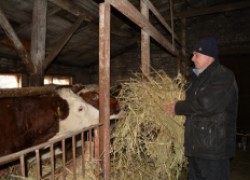 Сергей Анисимов: планирую со временем содержать до пятидесяти коров