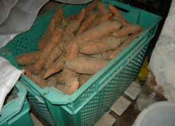 Чтобы морковка лучше хранилась