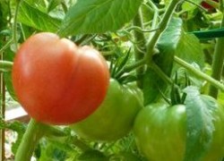 Сорта помидоров для подоконника