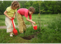 Шесть принципов посадки деревьев в саду