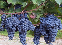 Нужно ли вносить азотные удобрения под виноград?