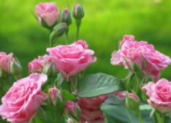 Кормлю свои розы правильно – и наслаждаюсь богатым цветением