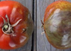 Миссия – спасти помидоры от страшной фитофторы