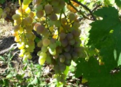 ЭМ-технологии на винограднике