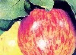 Медуница - рекордсмен по сладости среди яблок