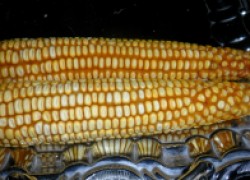 Лучшие сорта кукурузы, которые стоит посадить в этом году