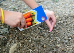 Посадка моркови осенью: пошаговая инструкция