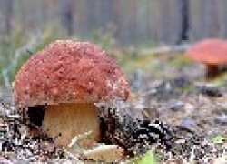 10 лучших способов заготовки грибов на зиму