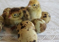 Как кормить птенцов