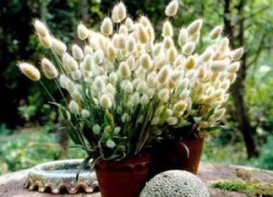 Зайцехвост – декоративный акцент для цветника