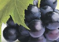 Неубиваемые сорта винограда