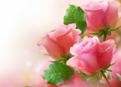 Пять ошибок при выращивании роз