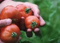 Несколько способов ускорить созревание помидоров