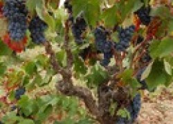 Антракноз - коварная болезнь винограда