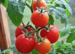 Пенопласт при посадке томатов
