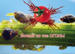  Искореняю тлю с помощью ботвы томатов