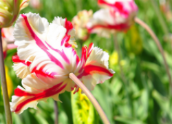 Попугайные тюльпаны: все краски весеннего сада